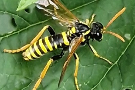 helmkruidbladwesp - elisabeth voogd