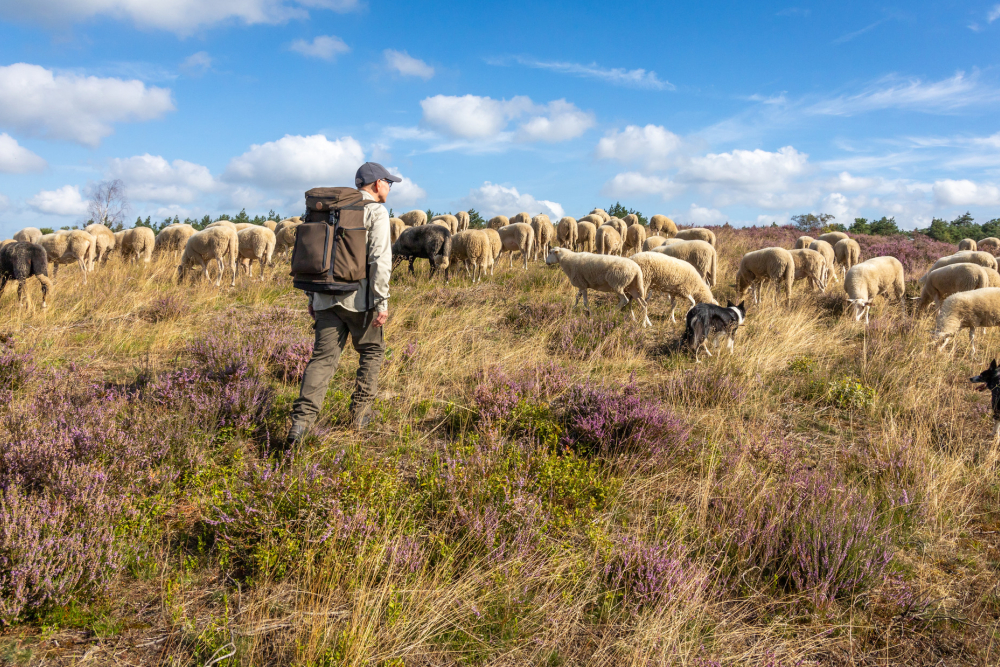 Schaapskudde met schaapherder op de Lemelerberg