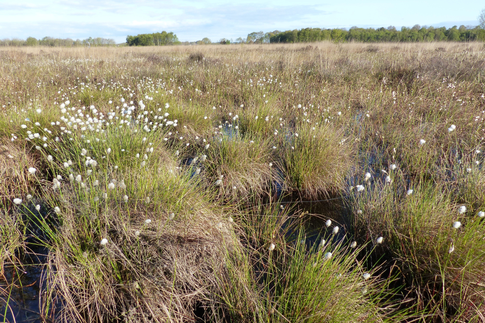 Wierdense Veld