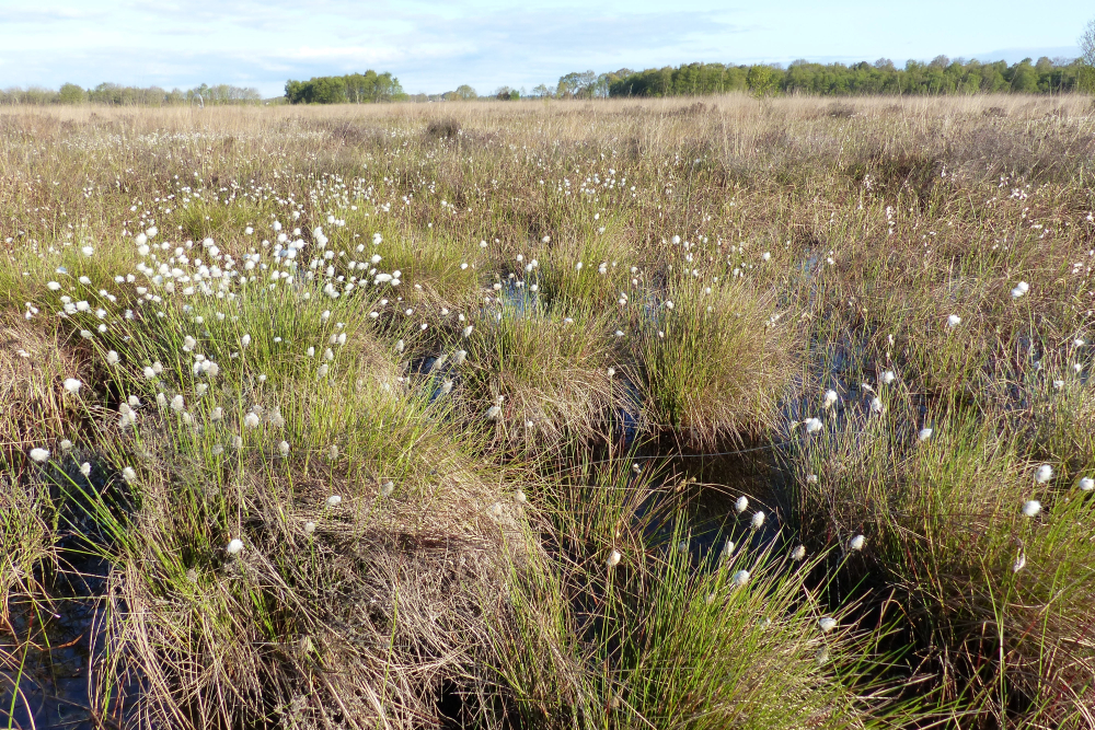 Wierdense Veld 