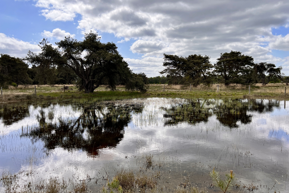 Boetelerveld