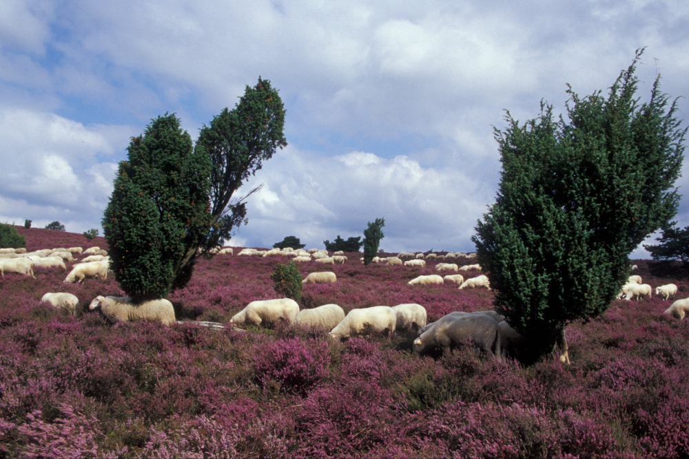 Schaapskudde Lemelerberg