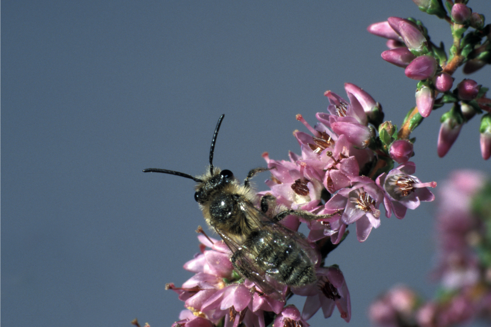Andrena fuscipes 2, Heidezandbij, male, Saxifraga-Frits Bink
