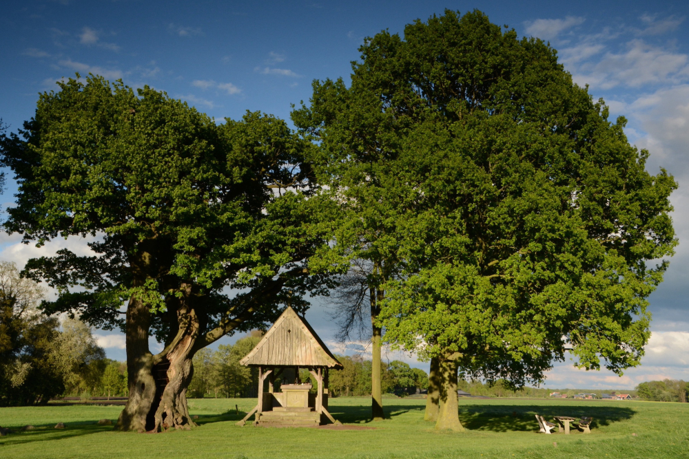 Kroezeboom Fleringen