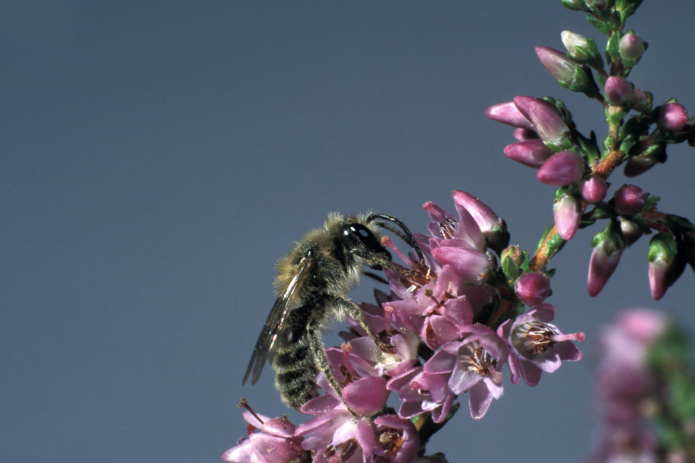 Andrena fuscipes 1, Heidezandbij, male, Saxifraga-Frits Bink