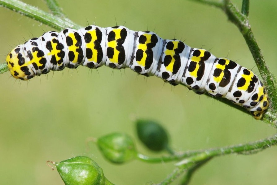 helmkruidblladvlinder - jeroen voogd