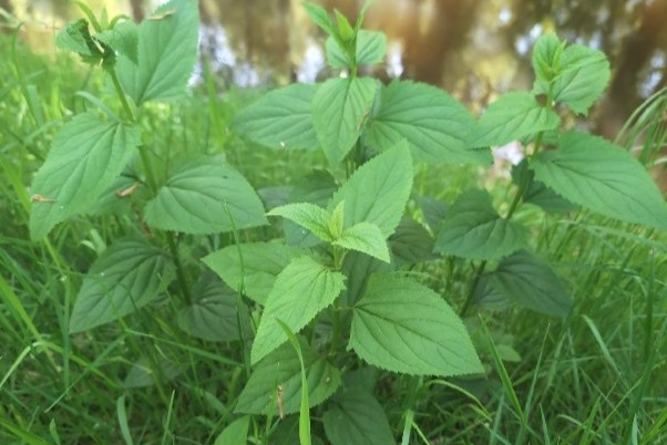 knopig helmkruid - celeste alink