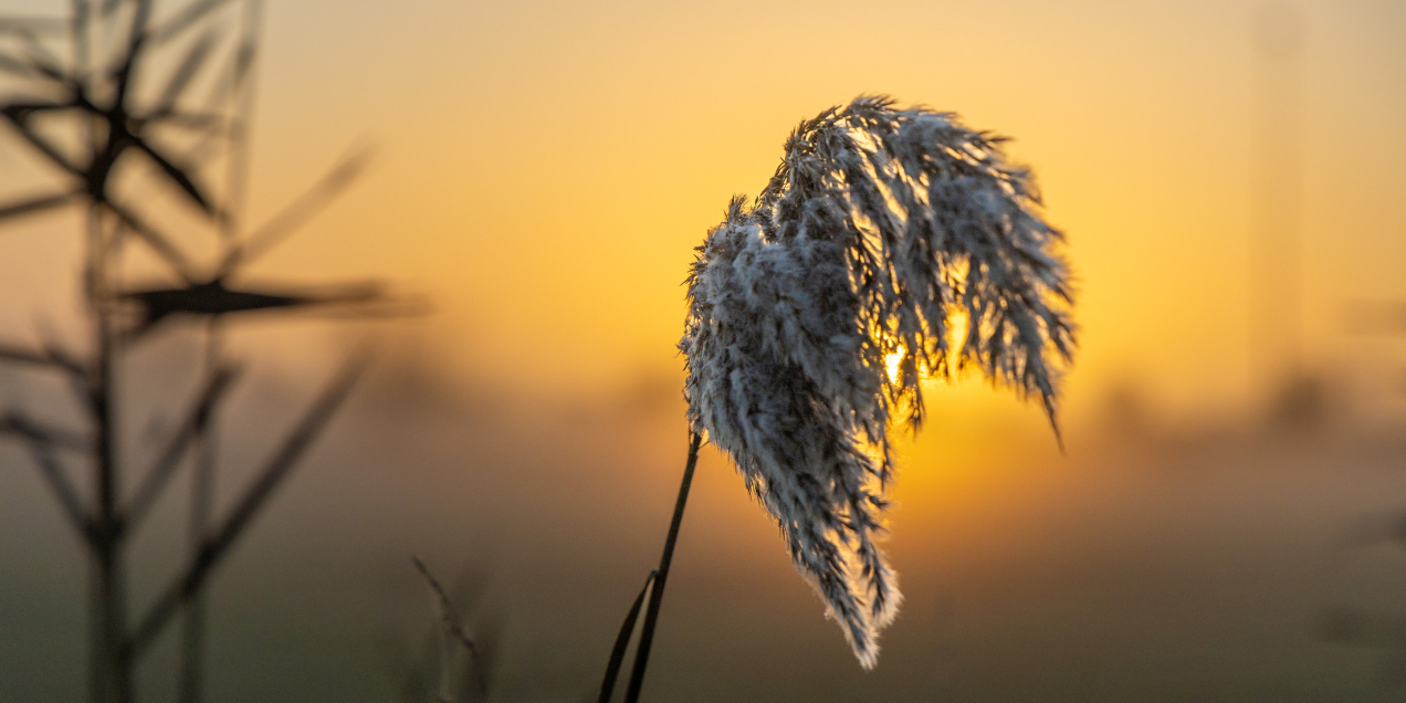 GS, zonsopkomst, Wilsum, IJssel, winter-81600