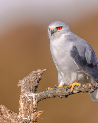 Grijze Wouw - Rudmer Zwerver1600