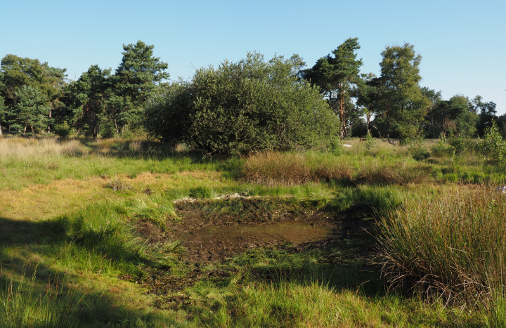 Boetelerveld poelen verbeteren