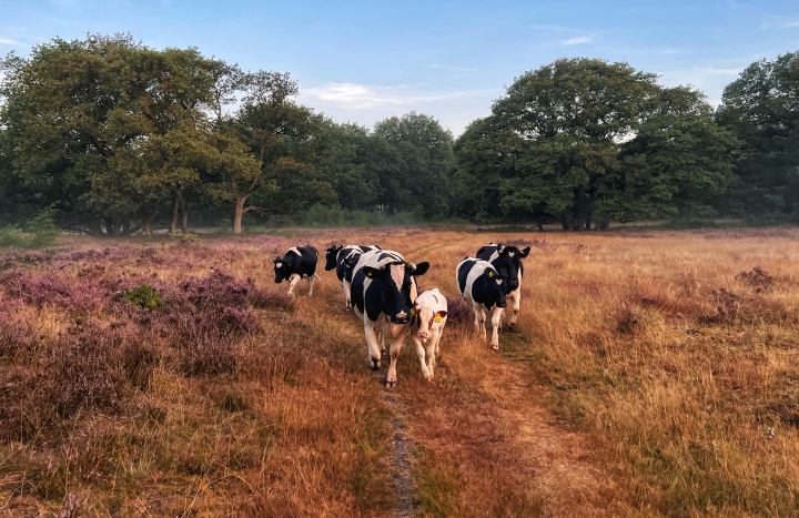 Kudde heidekoeien