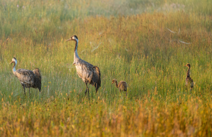 kraanvogeldwierdenseveld_vladimirfotografie51600