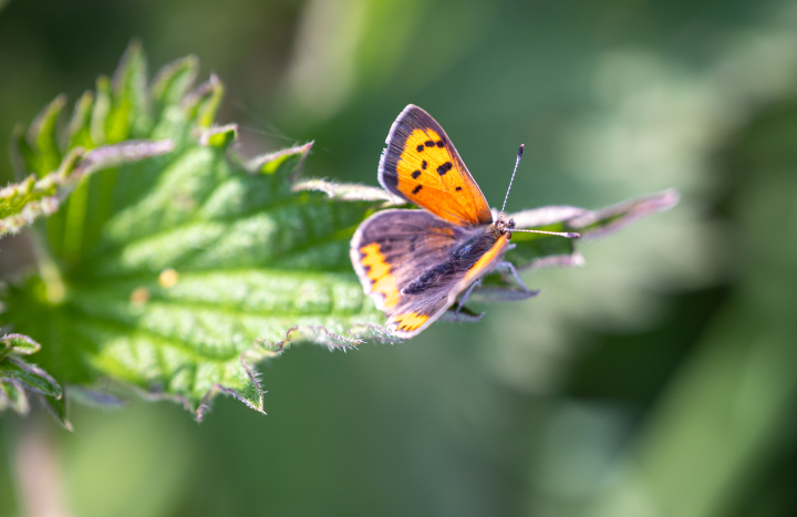 kleine vuurvlinder op blad