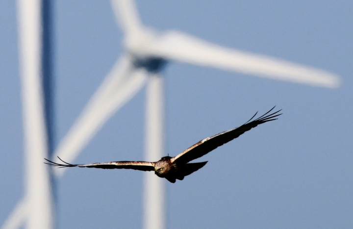 bruine kiekendief vliegt langs windturbine