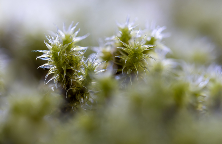Grijze bisschopsmuts - Lia van Looij - 7624