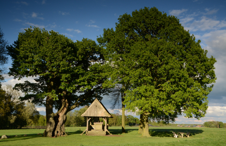 Kroezeboom Fleringen