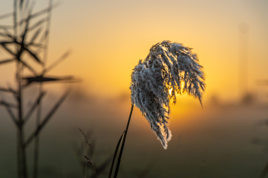 GS, zonsopkomst, Wilsum, IJssel, winter-81600