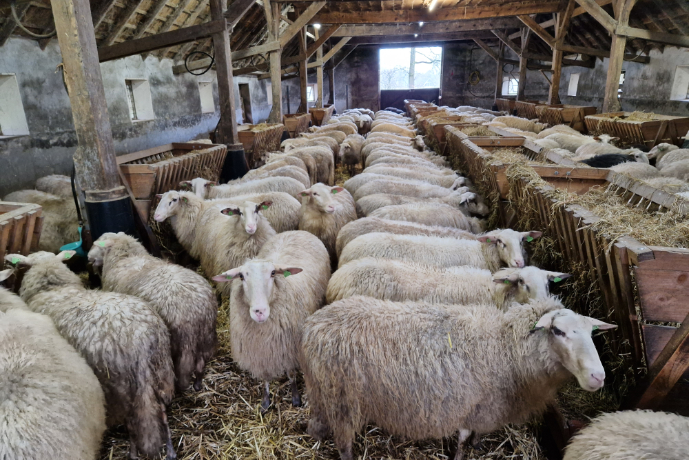 Schapen schaapskooi Lemelerberg 2023