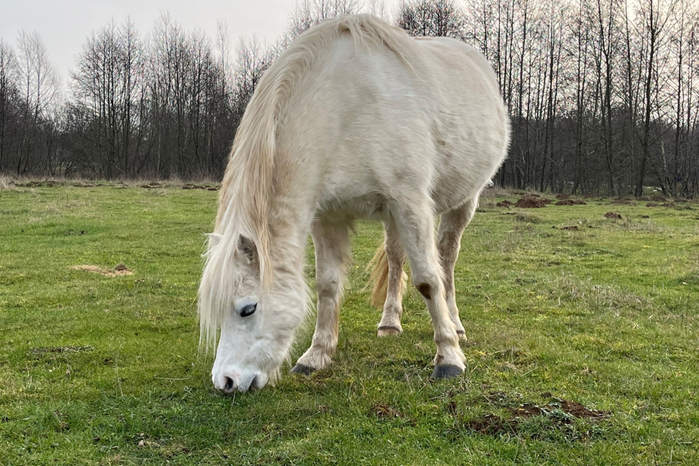 Welsh pony voor begrazing