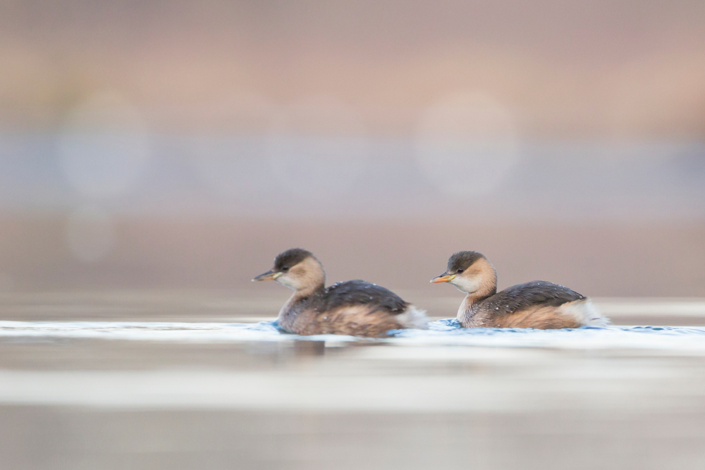 Dodaars in winter - Agami Photo Agency