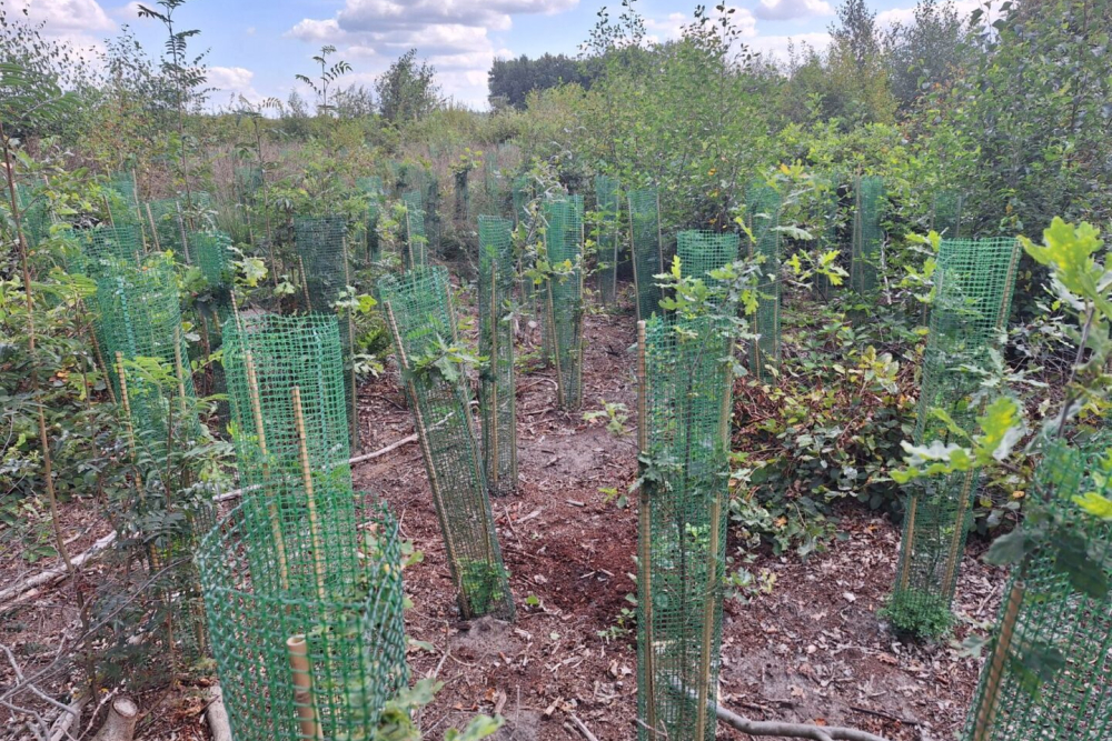 Trees-for-All-GBDA-Overijssel-7-scaled-1440x0-c-default