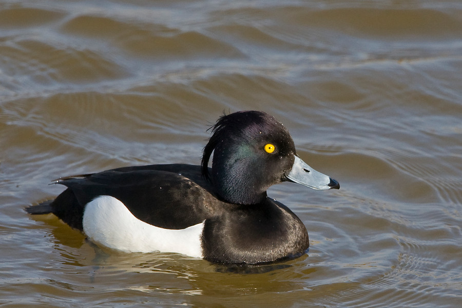 kuifeend - jacob van der weele