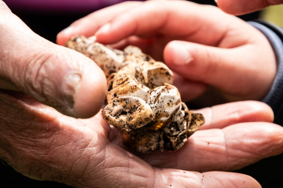 eieren van de ringslang