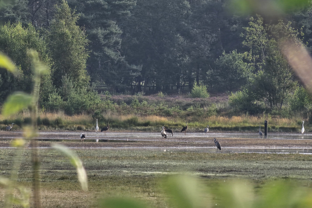 Zwarte ooievaars in de Bergvennen