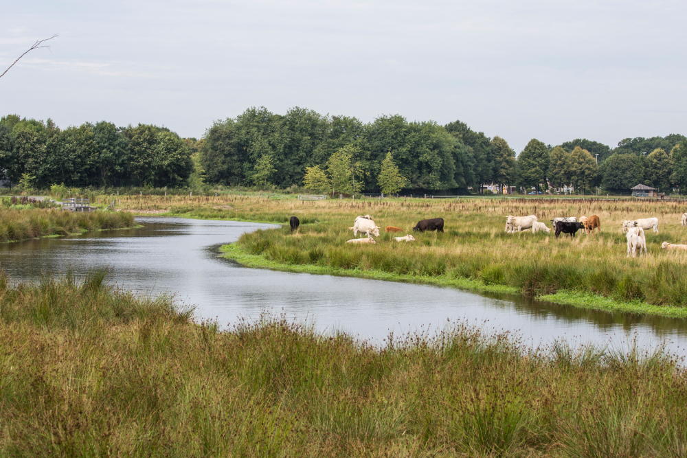 Koeien in de weide- en hooilanden langs de Regge, Angêl Pinxten