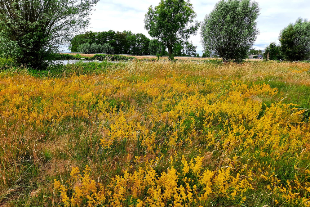 Natuurontwikkeling Buitenlanden Langenholte, zomer 2022