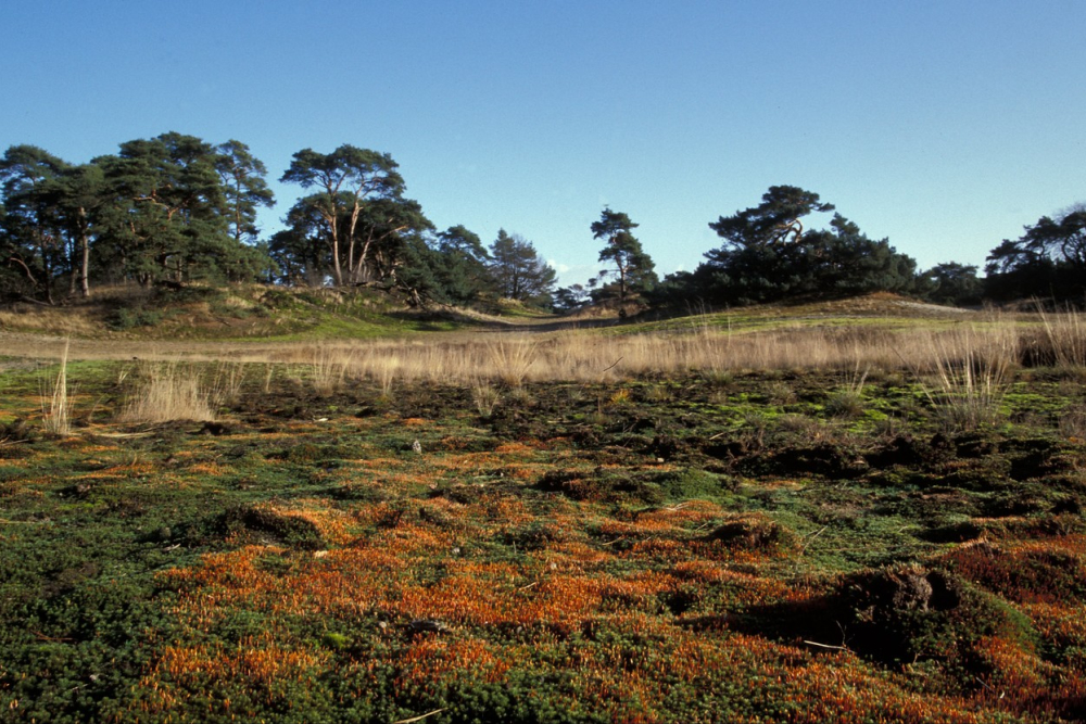 Beerzerveld