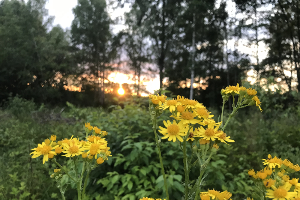 ochtendzon bij de Regge