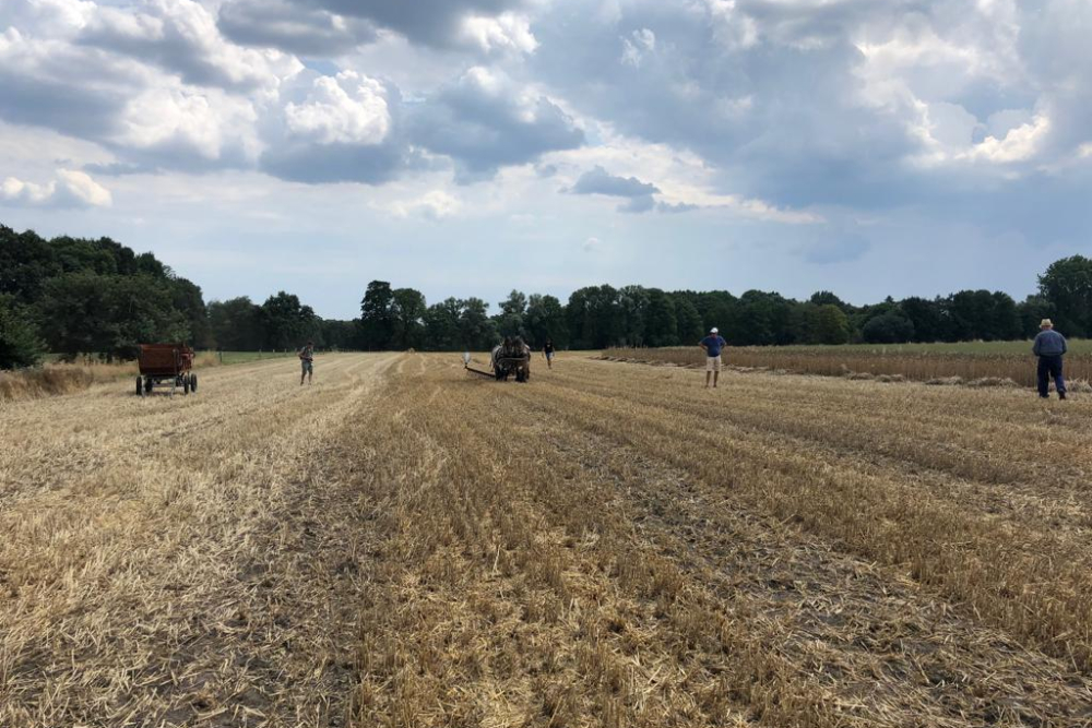 Rogge-akker Erf de Rökker