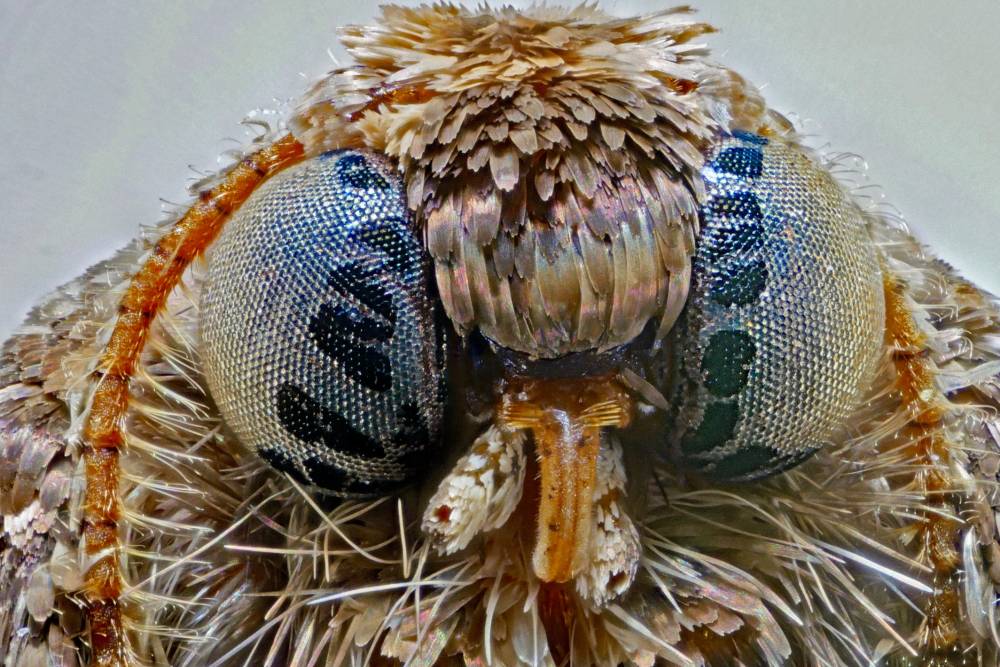 Kleine wintervlinder 