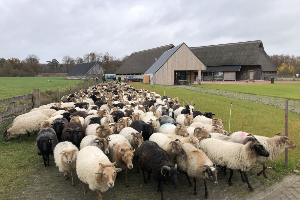 De 600 Drentse Heideschapen Holtinger Schaapskudde Havelte