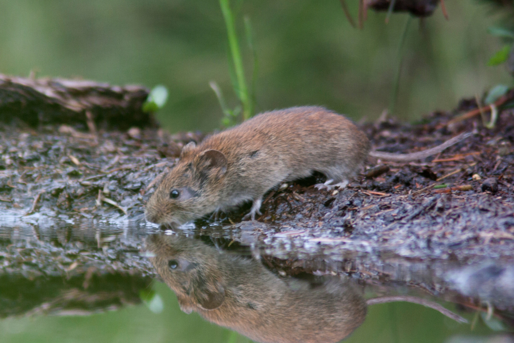 Rosse woelmuis 