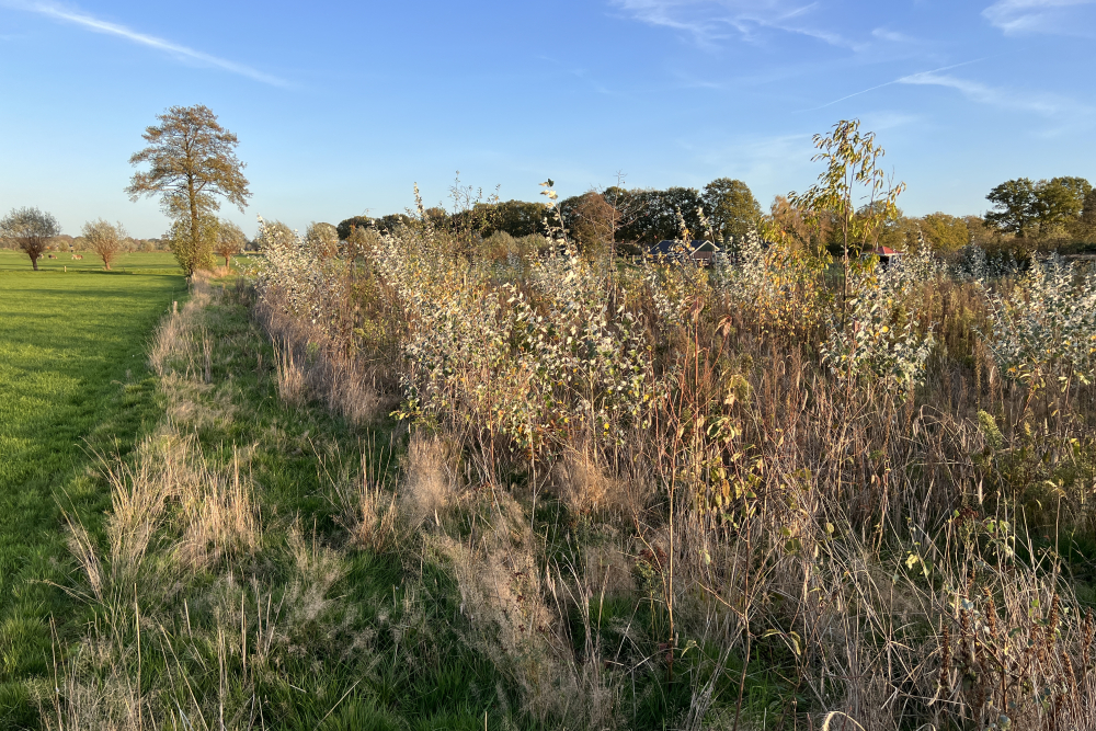 Buurtschap Elshof Wijhe