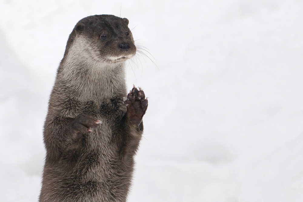 Kegelende otter