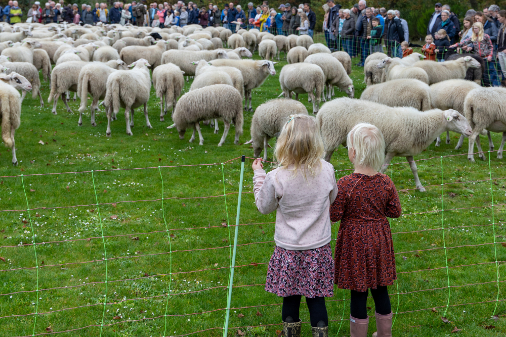 Op bezoek bij de schaapskudde