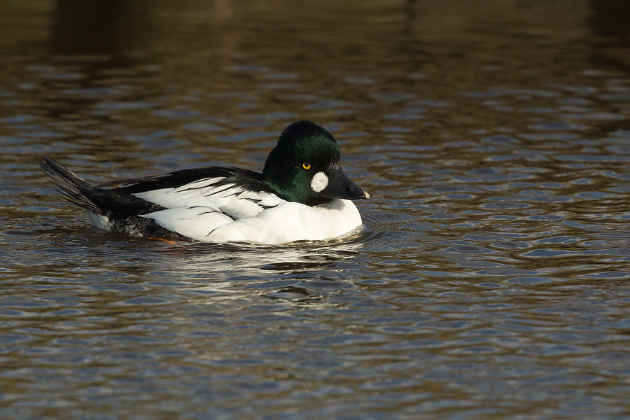 brilduiker - annie keizer
