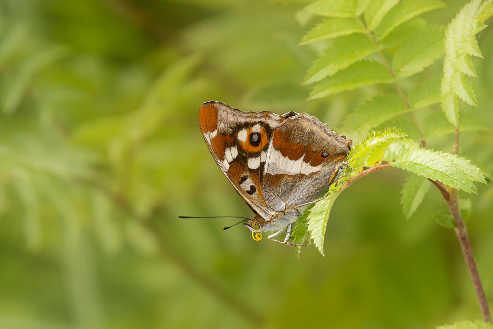 Grote weerschijnvlinder