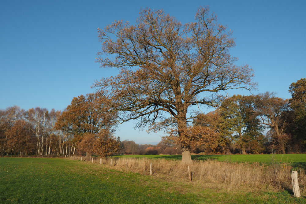 Kleinschalig kampenlandschap bij Diepenheim, Nico Kloek