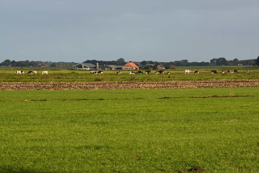 Polder Wetering, Nico Kloek