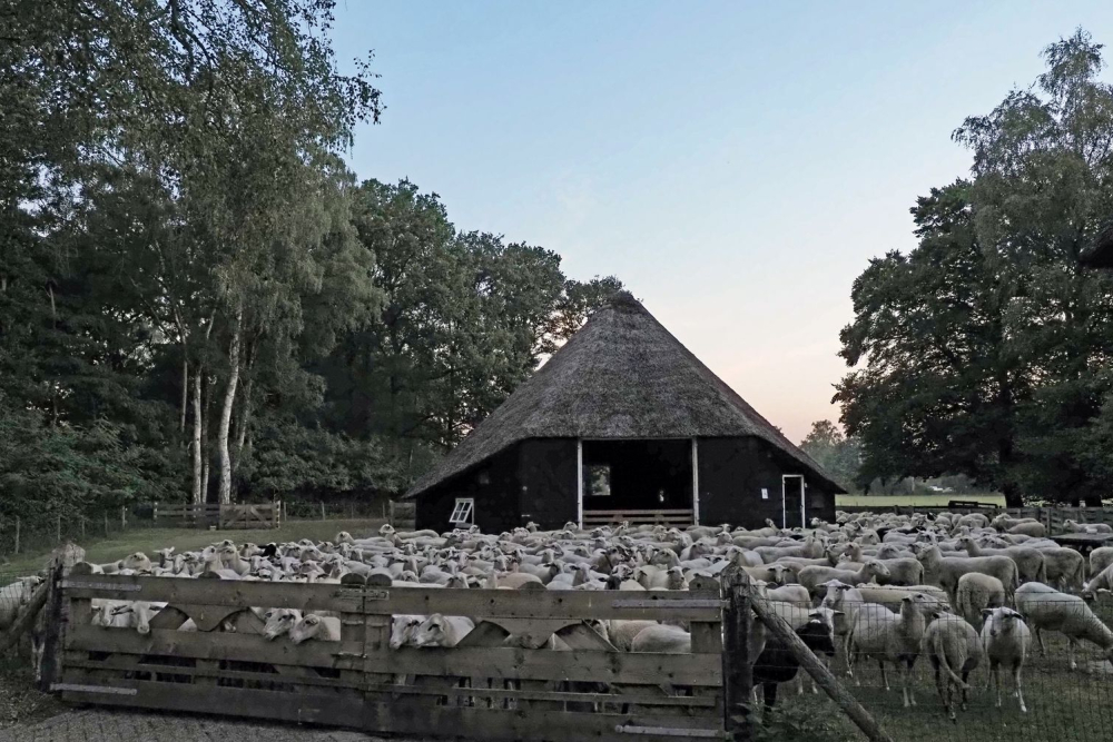 NKl Schaapskudde Lemelerberg (3)