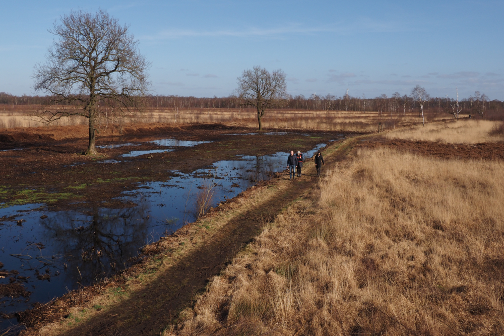 Hoog water in het Aamsveen