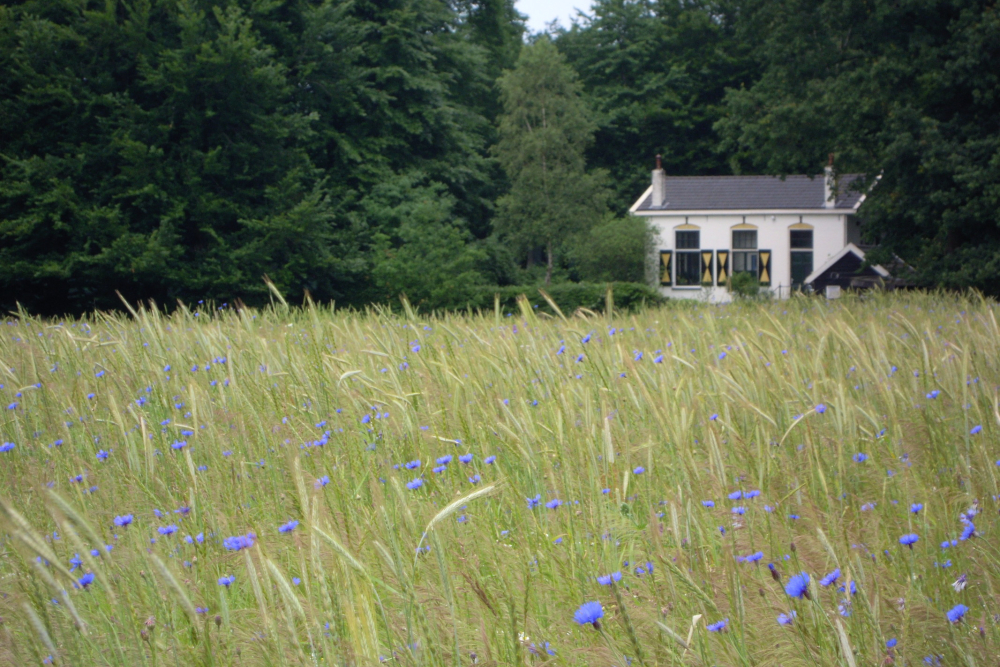 Het witte huis