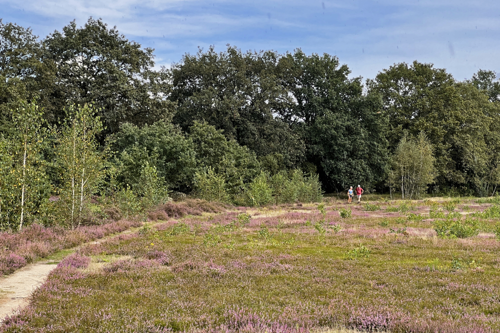 Manderheide