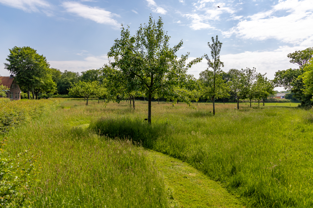 Hoogstamboomgaard