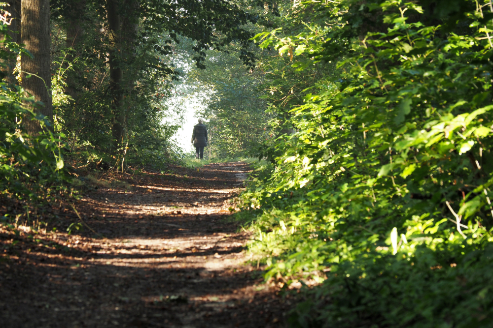Wandelaar, Markelose Berg