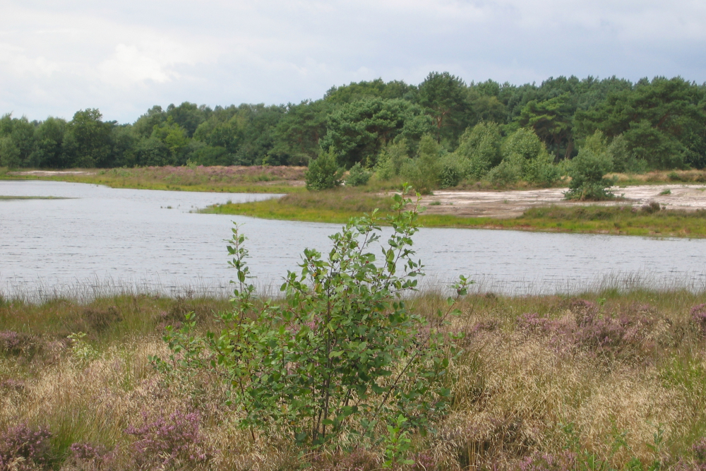 Bergvennen in de zomer